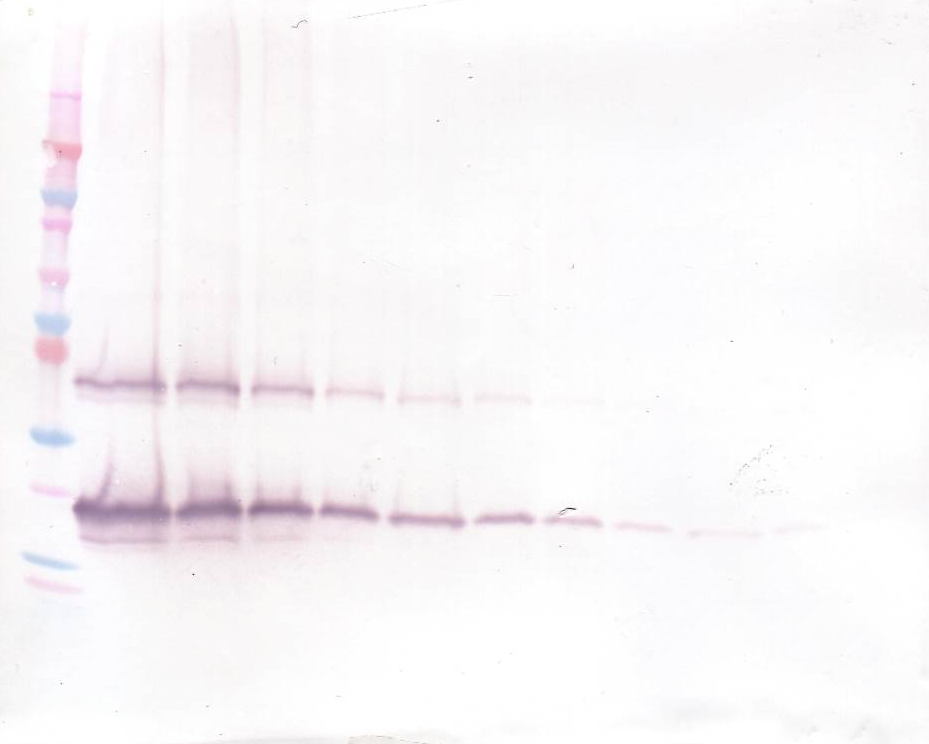 FGF7 Antibody (Biotin)