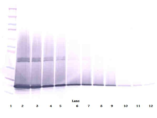 Csf3 Antibody