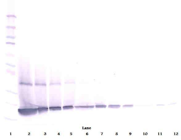 Csf3 Antibody