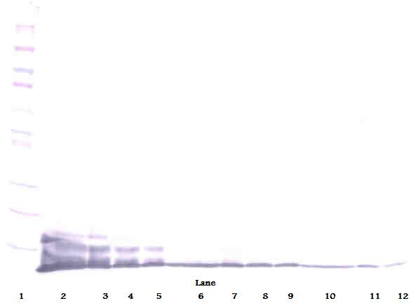 CXCL6 Antibody