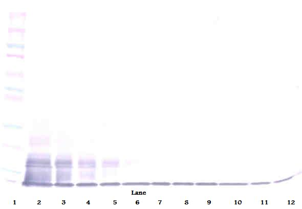 CX3CL1 Antibody (Biotin)