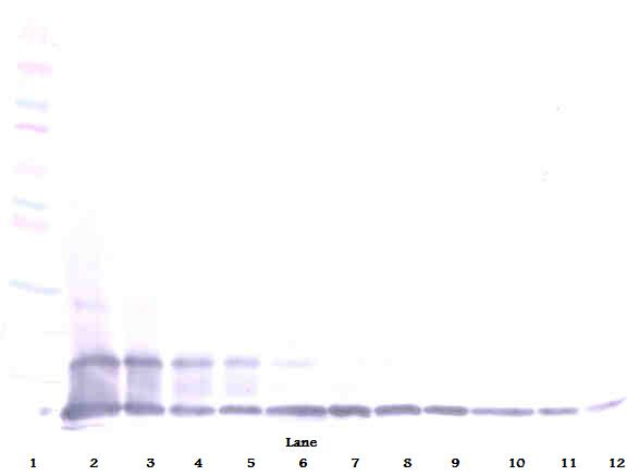 CX3CL1 Antibody (Biotin)