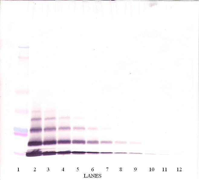 CXCL5 Antibody