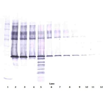 SERPINB5 Antibody