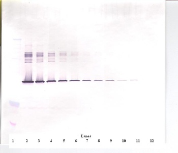 SERPINE1 Antibody