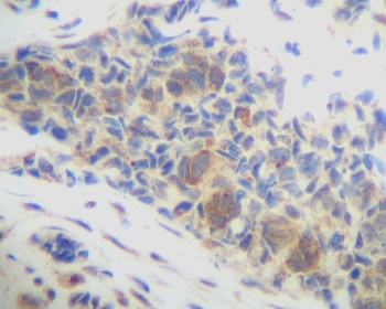 CXCL14 Antibody
