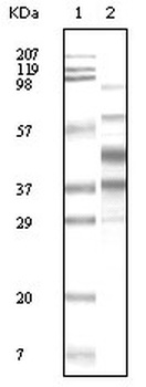 K8 Antibody