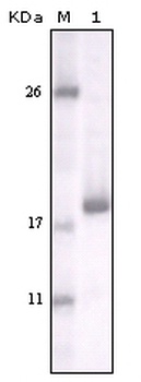 DDR2 Antibody