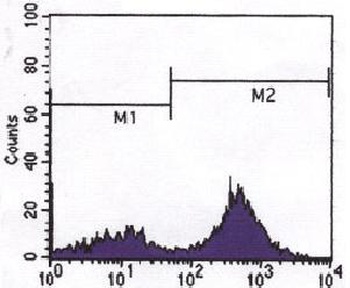 CD247 Antibody