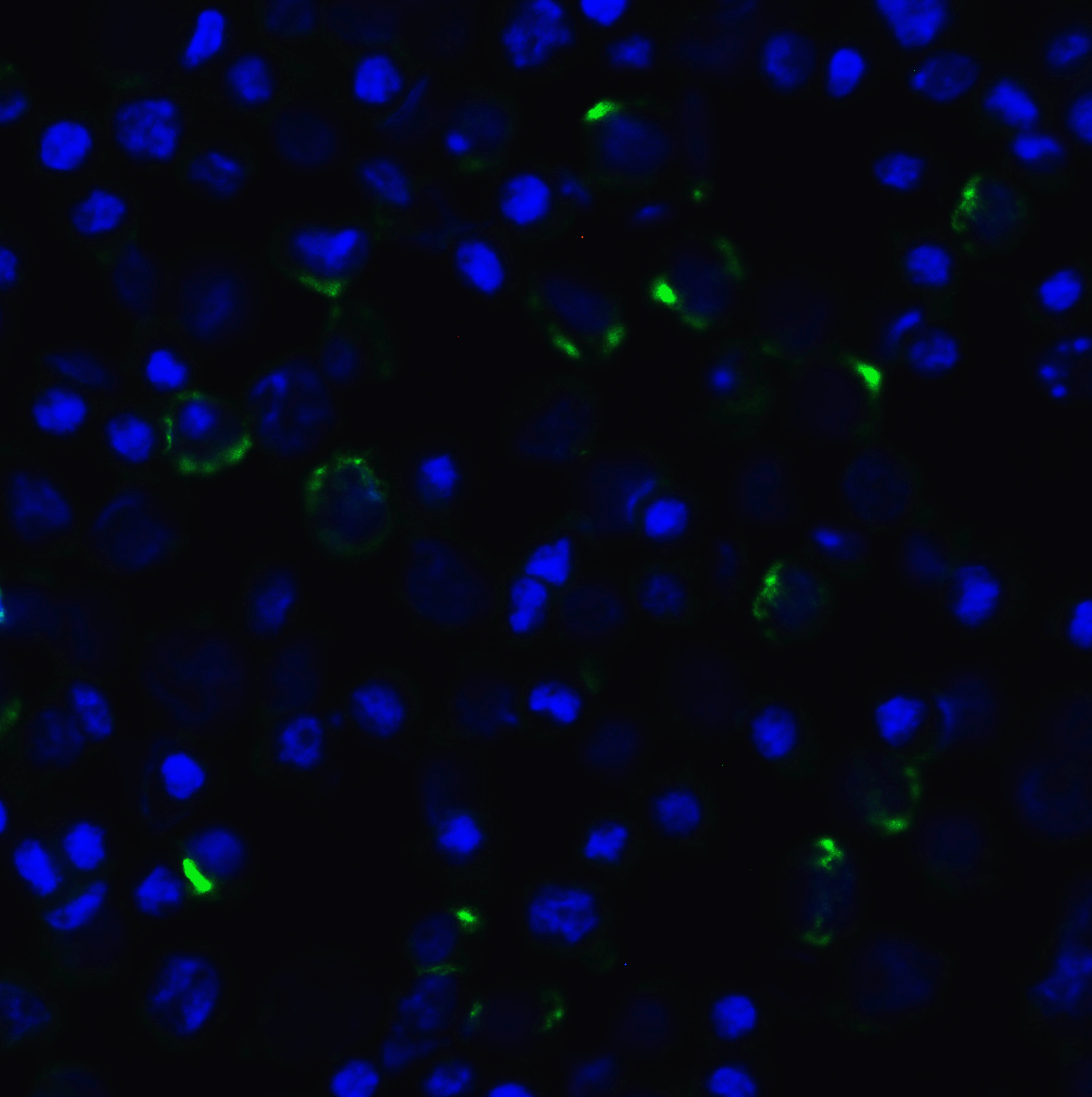 LAG3 Antibody