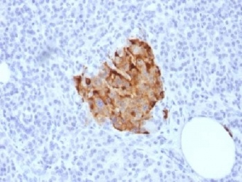 CHGA Antibody