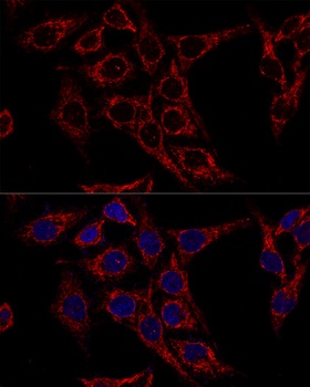 AIFM1 Antibody