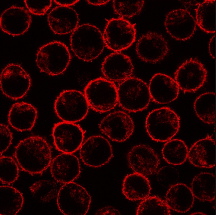 PLSCR1 Antibody