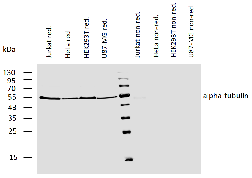 alpha-Tubulin Antibody (Biotin)