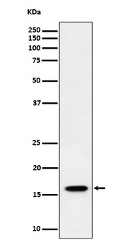TCEB2 Rabbit Monoclonal Antibody