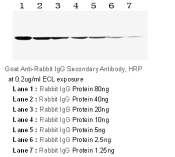 AffiniPure Goat Rabbit IgG (H+L) Secondary Antibody (HRP)