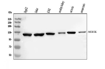 Tyrosine-protein kinase Mer MERTK Rabbit Polyclonal Antibody