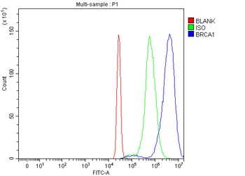 BRCA1 Rabbit Polyclonal Antibody