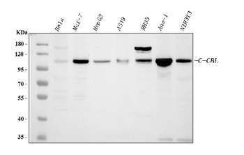 CBL Rabbit Polyclonal Antibody