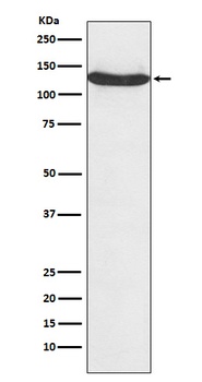 hnRNP U Rabbit Monoclonal Antibody