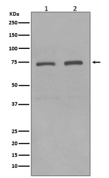 KIFC1 Rabbit Monoclonal Antibody