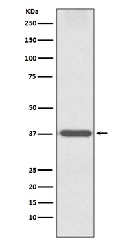 Otx1 Rabbit Monoclonal Antibody