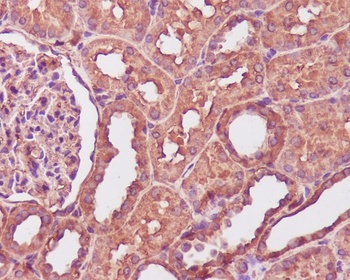 Calmodulin Rabbit Monoclonal Antibody