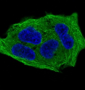 Phospho-GSK3 beta/GSK3 Rabbit Monoclonal Antibody