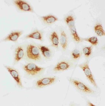 Cytochrome C/CYCS Rabbit Polyclonal Antibody