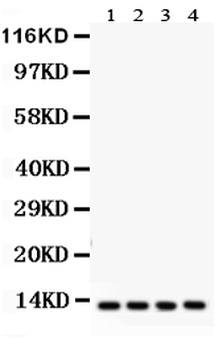 Cytochrome C/CYCS Rabbit Polyclonal Antibody