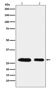 PHAPI2/APRIL Rabbit Monoclonal Antibody