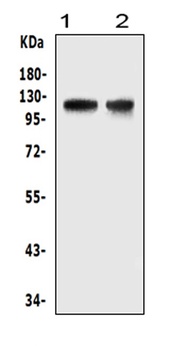 HIF-2-alpha/EPAS1/HIF Rabbit Polyclonal Antibody