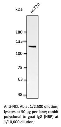 Nucleolin Antibody