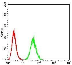 B3GAT1 Antibody