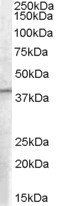 B5 Receptor/PCID1/EIF3M Antibody
