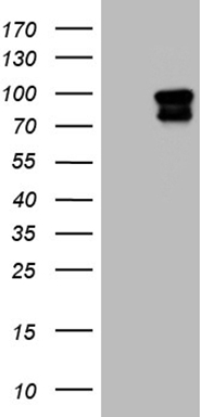 BAMBI Antibody