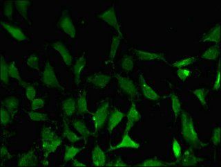 BATF3 Antibody