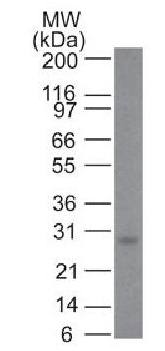 BCL2 Antibody
