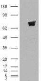 BERP/RNF22 Antibody