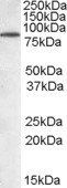 BERP/RNF22 Antibody