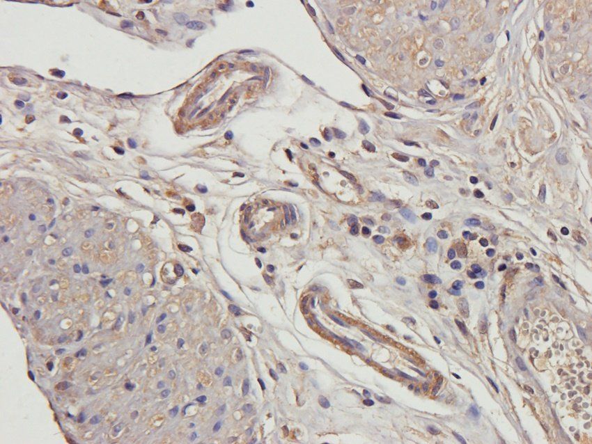 beta 2 Defensin Rabbit Polyclonal Antibody