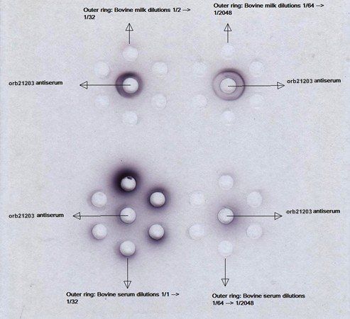 Rabbit Bovine beta lactoglobulin Antibody