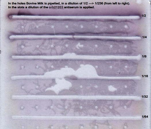 Rabbit Bovine beta lactoglobulin Antibody