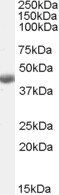 BHMT Antibody