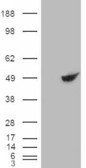 BHMT Antibody