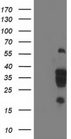 BIN3 Antibody