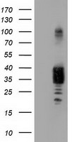 ARNTL Antibody
