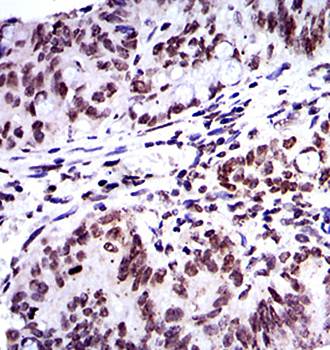 BMI1 Antibody