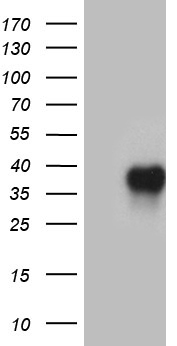 BTG2 Antibody