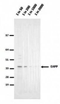 EAPP Monoclonal Antibody